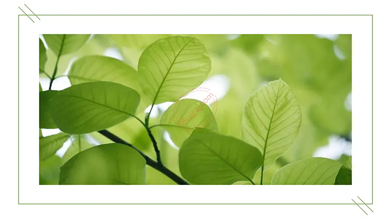 绿色环保教育知识讲座通用PPT模板免费下载免费PPT