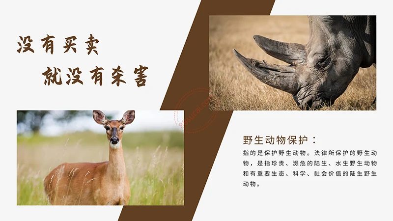 野生动物保护演示PPT模板免费下载免费PPT