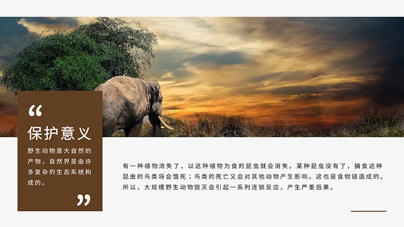 野生动物保护演示PPT模板免费下载免费PPT