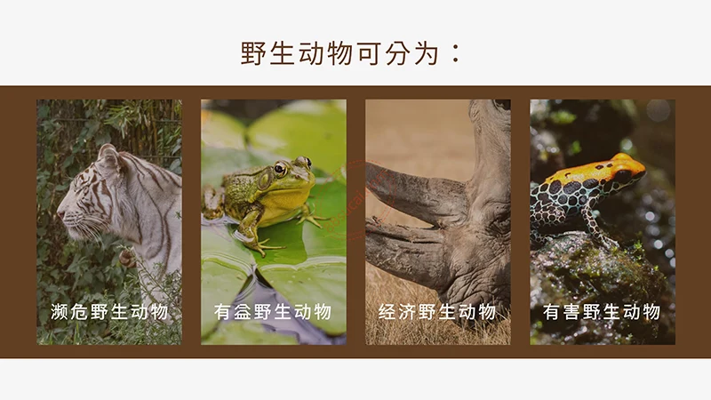 野生动物保护演示PPT模板免费下载免费PPT