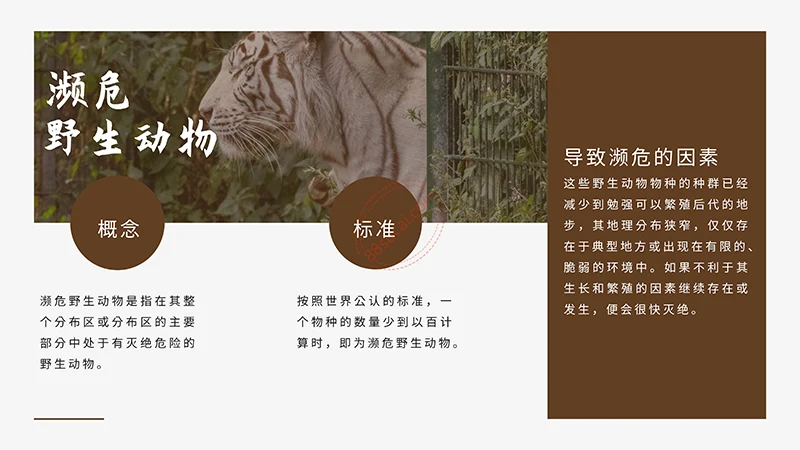 野生动物保护演示PPT模板免费下载免费PPT