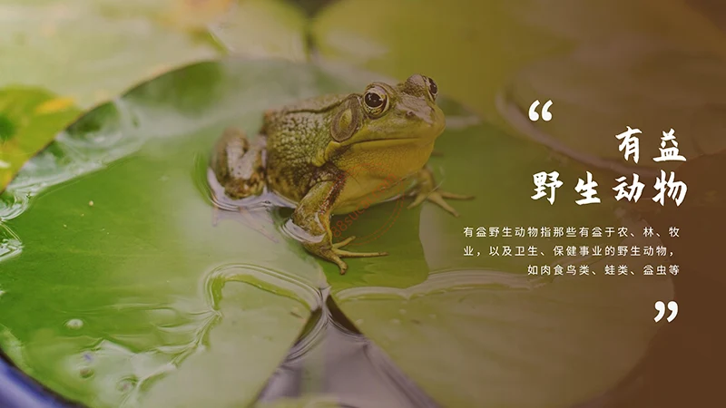 野生动物保护演示PPT模板免费下载免费PPT