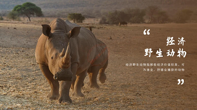 野生动物保护演示PPT模板免费下载免费PPT