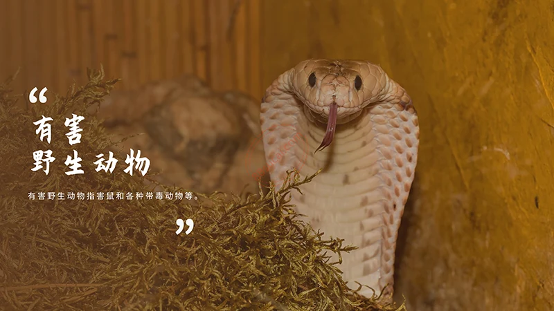 野生动物保护演示PPT模板免费下载免费PPT