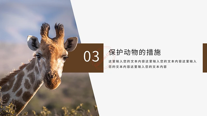 野生动物保护演示PPT模板免费下载免费PPT