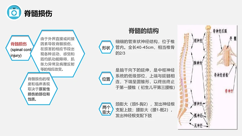脊髓损伤的护理查房ppt演示文档免费下载免费PPT
